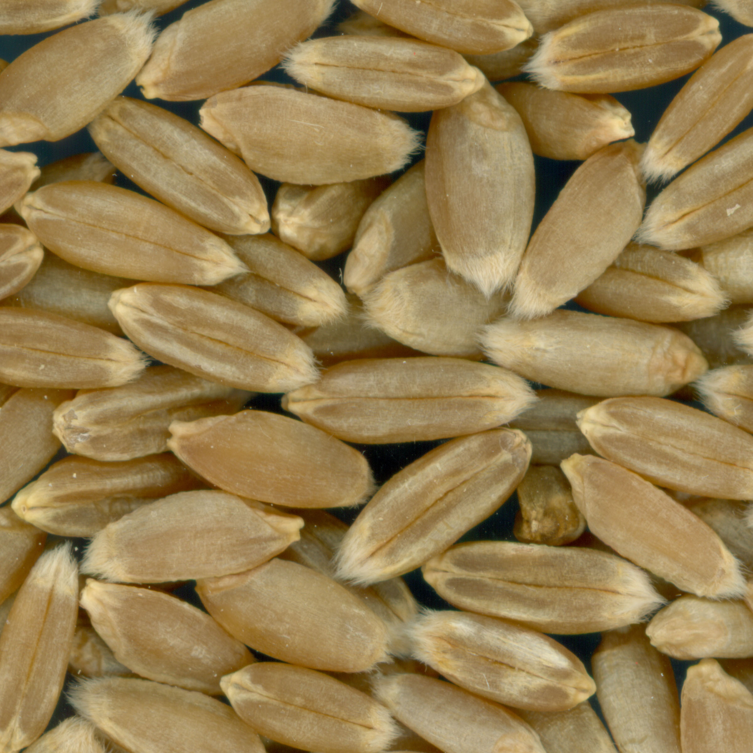 Click for 4 image(s) for this accession. KERNELS